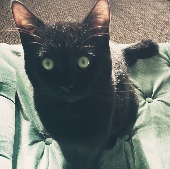 Meet your Posher, Cassandra - Picture 1 of 1